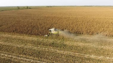 Hasatçı mısırı hasat eder. Hasat makinesinin yardımıyla mısır koçanlarını toplayın. Tarlada olgun mısır.