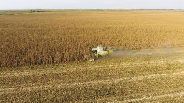 Hasatçı mısırı hasat eder. Hasat makinesinin yardımıyla mısır koçanlarını toplayın. Tarlada olgun mısır.