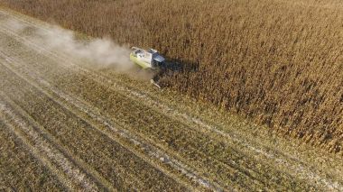 Hasatçı mısırı hasat eder. Hasat makinesinin yardımıyla mısır koçanlarını toplayın. Tarlada olgun mısır.