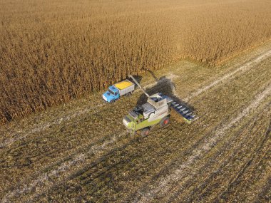 Hasat dökülen Mısır tane kamyon vücuda birleştirin. Hasat hasat Mısır.