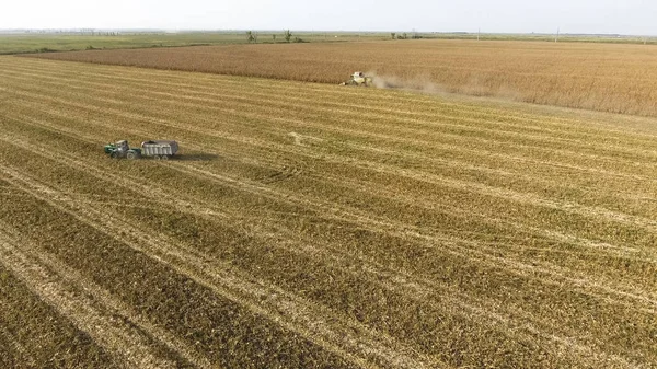 Kombajn zbiera kukurydzę. Zbieraj kolby kukurydzy z pomocą kombajnu. Dojrzała kukurydza na polu. — Zdjęcie stockowe
