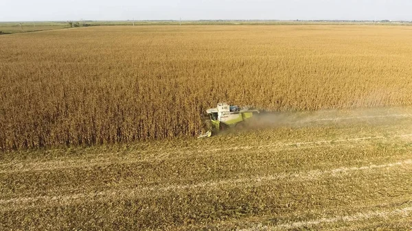 Hasatçı mısırı hasat eder. Hasat makinesinin yardımıyla mısır koçanlarını toplayın. Tarlada olgun mısır.