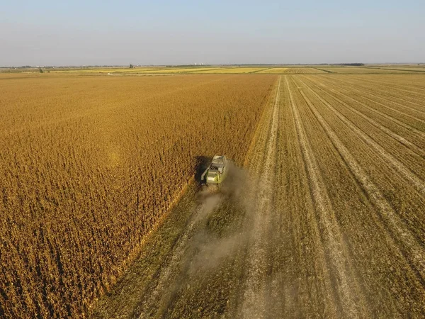 Hasatçı mısırı hasat eder. Hasat makinesinin yardımıyla mısır koçanlarını toplayın. Tarlada olgun mısır.