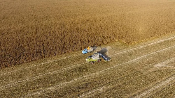 Hasat dökülen Mısır tane kamyon vücuda birleştirin. Hasat hasat Mısır.