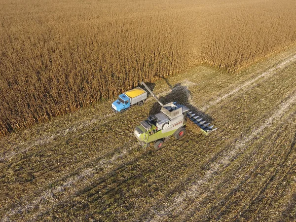 Hasat dökülen Mısır tane kamyon vücuda birleştirin. Hasat hasat Mısır.