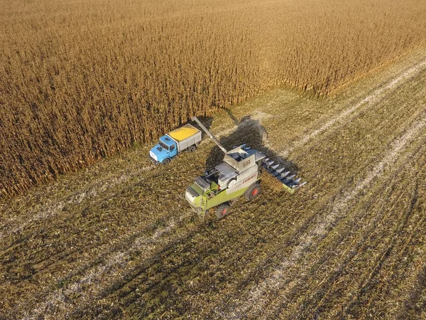 트럭 몸으로 수확기 쏟아지는 옥수수 곡물을 결합 합니다. 수확 수확 옥수수. — 스톡 사진