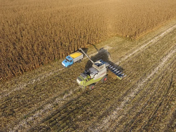 Combineer harvester giet maïs korrel in het lichaam van de vrachtwagen. Harvester oogsten maïs. — Stockfoto