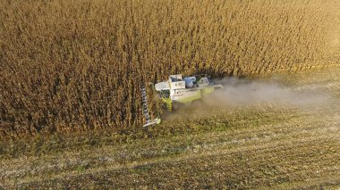 Hasatçı mısırı hasat eder. Hasat makinesinin yardımıyla mısır koçanlarını toplayın. Tarlada olgun mısır.