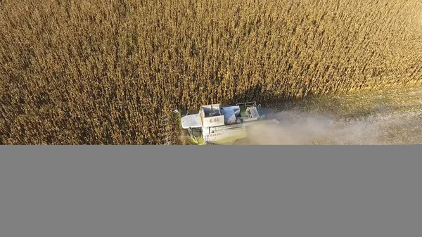 Hasatçı mısırı hasat eder. Hasat makinesinin yardımıyla mısır koçanlarını toplayın. Tarlada olgun mısır.