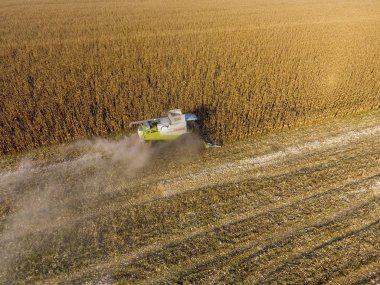 Hasatçı mısırı hasat eder. Hasat makinesinin yardımıyla mısır koçanlarını toplayın. Tarlada olgun mısır.