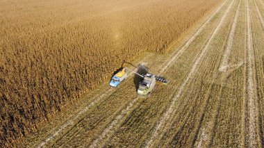 Hasat dökülen Mısır tane kamyon vücuda birleştirin. Hasat hasat Mısır.