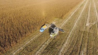 Hasat dökülen Mısır tane kamyon vücuda birleştirin. Hasat hasat Mısır.