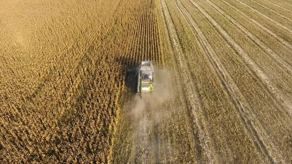 Hasatçı mısırı hasat eder. Hasat makinesinin yardımıyla mısır koçanlarını toplayın. Tarlada olgun mısır.