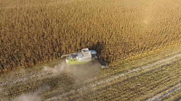 Hasatçı mısırı hasat eder. Hasat makinesinin yardımıyla mısır koçanlarını toplayın. Tarlada olgun mısır.