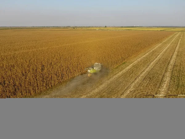 Hasatçı mısırı hasat eder. Hasat makinesinin yardımıyla mısır koçanlarını toplayın. Tarlada olgun mısır.