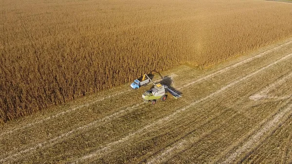 Hasat dökülen Mısır tane kamyon vücuda birleştirin. Hasat hasat Mısır.