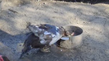 Misk ördeği içme suyu. Misk ördekleri bir evde bakım.