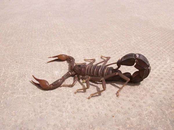 Scorpione. Fauna degli Emirati Arabi . — Foto Stock