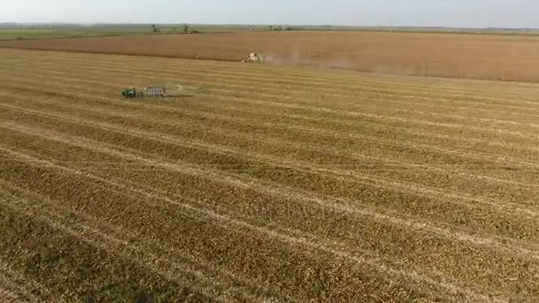 La cosechadora cosecha maíz. Recoger mazorcas de maíz con la ayuda de una cosechadora. Maíz maduro en el campo. — Vídeos de Stock