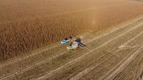 Kombajn zbiera kukurydzę. Zbieraj kolby kukurydzy z pomocą kombajnu. Dojrzała kukurydza na polu. — Wideo stockowe