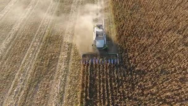 Харвестер собирает кукурузу. Сбор кукурузных початков с помощью комбайна. Спелые кукурузы на поле. — стоковое видео