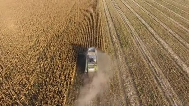 Harvester Harvests Corn Collect Corn Cobs Help Combine Harvester Ripe — Stock Video