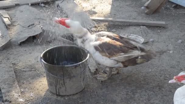 Agua potable de pato moscovita — Vídeo de stock