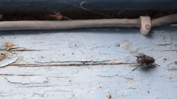Αράχνη που αλιεύονται μια μεγάλη μύγα στον ιστό. — Αρχείο Βίντεο