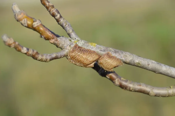 Mantis de Ootheca en las ramas de un árbol. Los huevos del insecto — Foto de Stock