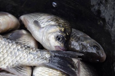 Nehir balık makro fotoğraf. Balık yakalamak. Sazan ve sazan. Ot balık