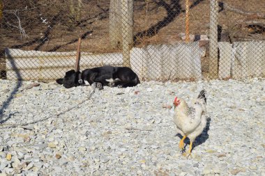 Bir zincir altında bir çit dinlenme üstünde siyah köpek. yakın tavuk yürür.