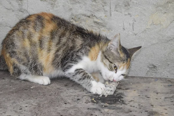 Gato Apanhou Rato Exterminação Natural Ratos Gatos — Fotografia de Stock