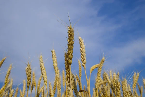 Spikelets buğday mavi gökyüzü. Olgun buğday. — Stok fotoğraf