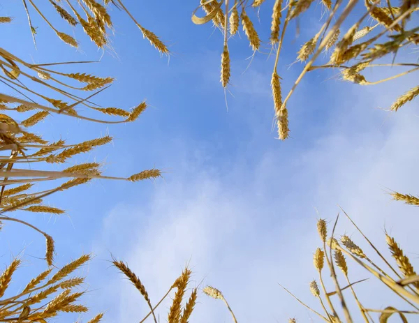 Колючки пшеницы на фоне голубого неба. Зрелая пшеница . — стоковое фото