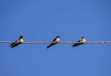 Swallows on the wires. Swallows against the blue sky. The swallo clipart
