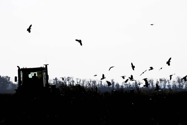 Trator arar um campo e corvos voando em torno dele em busca de — Fotografia de Stock