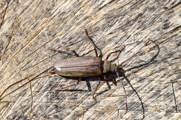 Besouro de casca de besouro. Imago de um insecto. Besouro com antena longa — Fotografia de Stock