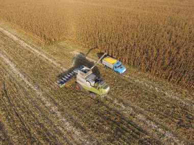 Hasat dökülen Mısır tane kamyon vücuda birleştirin. Harveste