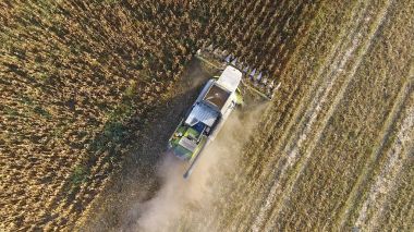 Hasat mısır hasat. Mısır koçanı bir co yardımıyla toplamak