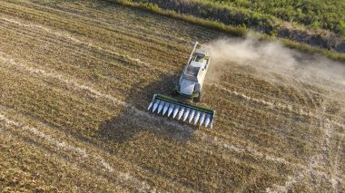 Hasat mısır hasat. Mısır koçanı bir co yardımıyla toplamak