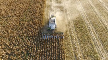 Hasat mısır hasat. Mısır koçanı bir co yardımıyla toplamak