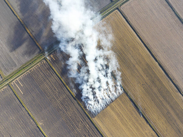 The burning of rice straw in the fields. Smoke from the burning 