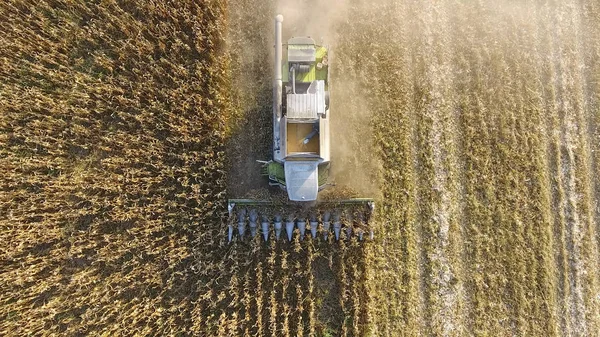 La cosechadora cosecha maíz. Recoger mazorcas de maíz con la ayuda de una co — Foto de Stock