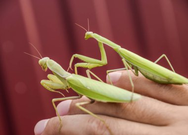 Erkek ve mantis bir adam avuç içinde oturuyor. Böcek p