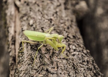 Peygamber devesi üzerinde bir günlük akasya. Kameraya bakarak Peygamber devesi. Mantis ins