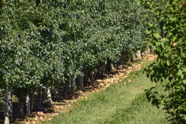 Elma bahçesi. Satır, ağaç ve toprak altında t meyvesi