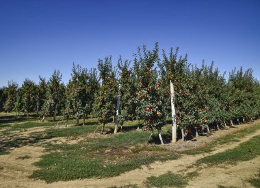 Elma bahçesi. Ağaçlar ve ağaçların altındaki toprağın meyveleri..