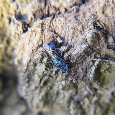 Ruby - kuyruklu arı Chrysis ignita