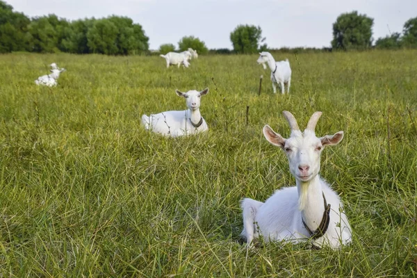 在草地上吃草的山羊 — 图库照片