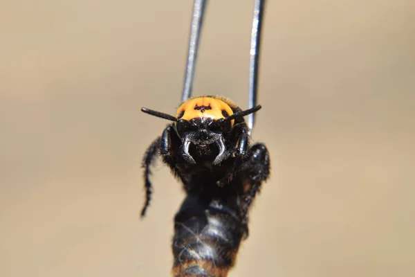 Megascolia Maculata Mammoet Wesp Wasp Scola Reus Pincet — Stockfoto